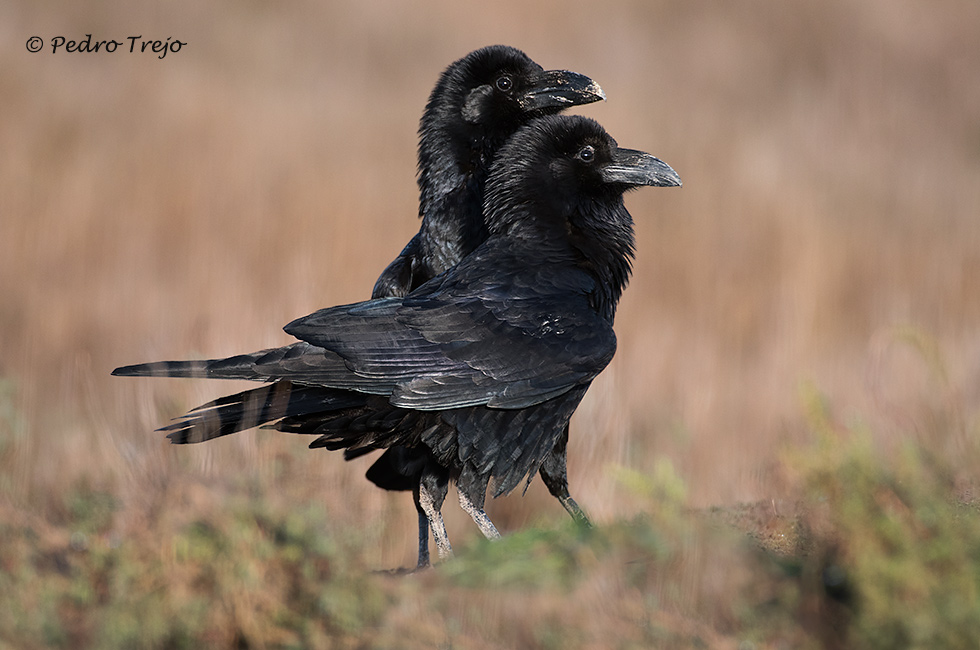 Cuervo (Corvus corax)